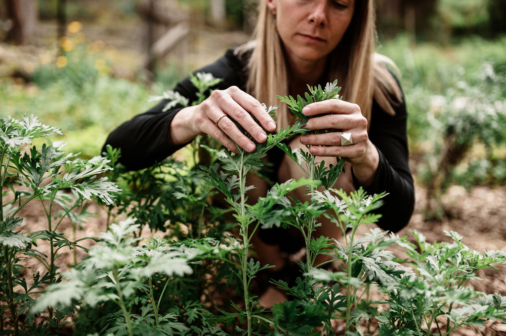 The Seed of New Consciousness ~ Shamanic Vision